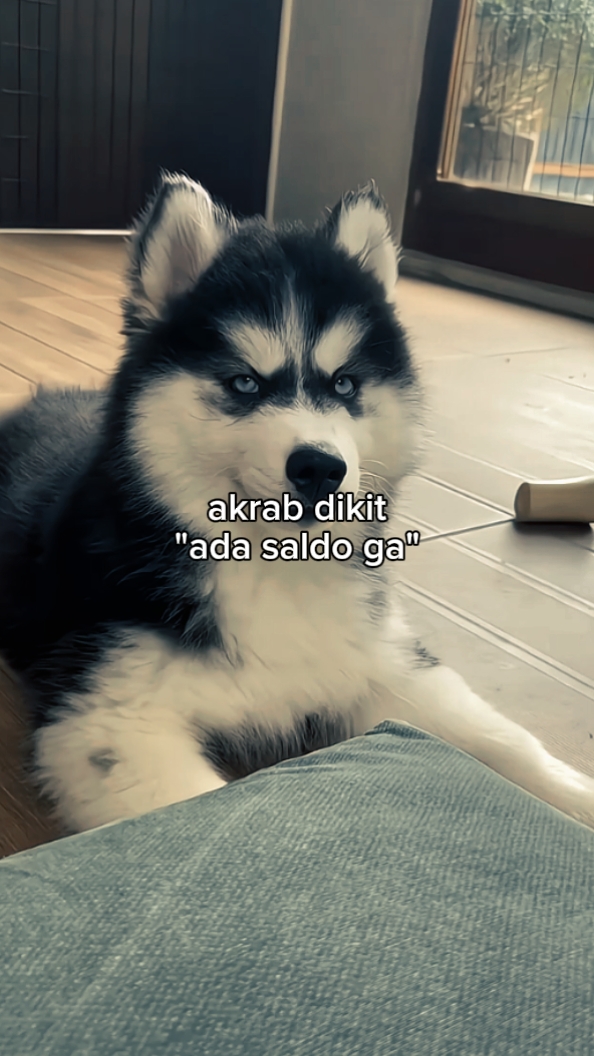 fotoğraf canlı metin