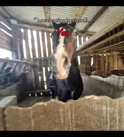 #horseabuse