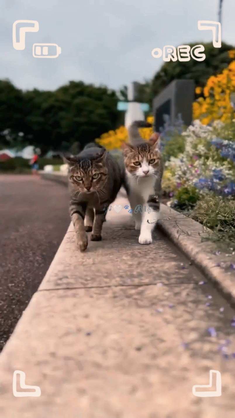 1 video pets