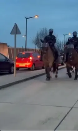 police horses?!?