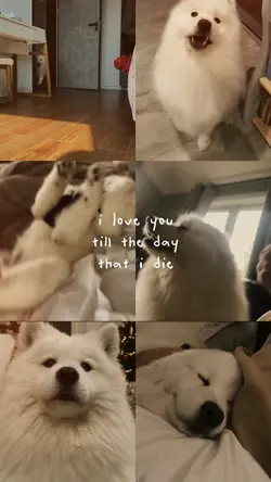 pet moments