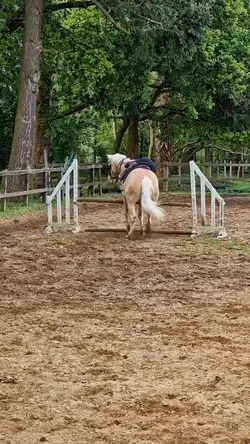 Horse riding fail