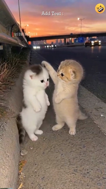 귀여운 고양이-