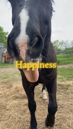 Happiness