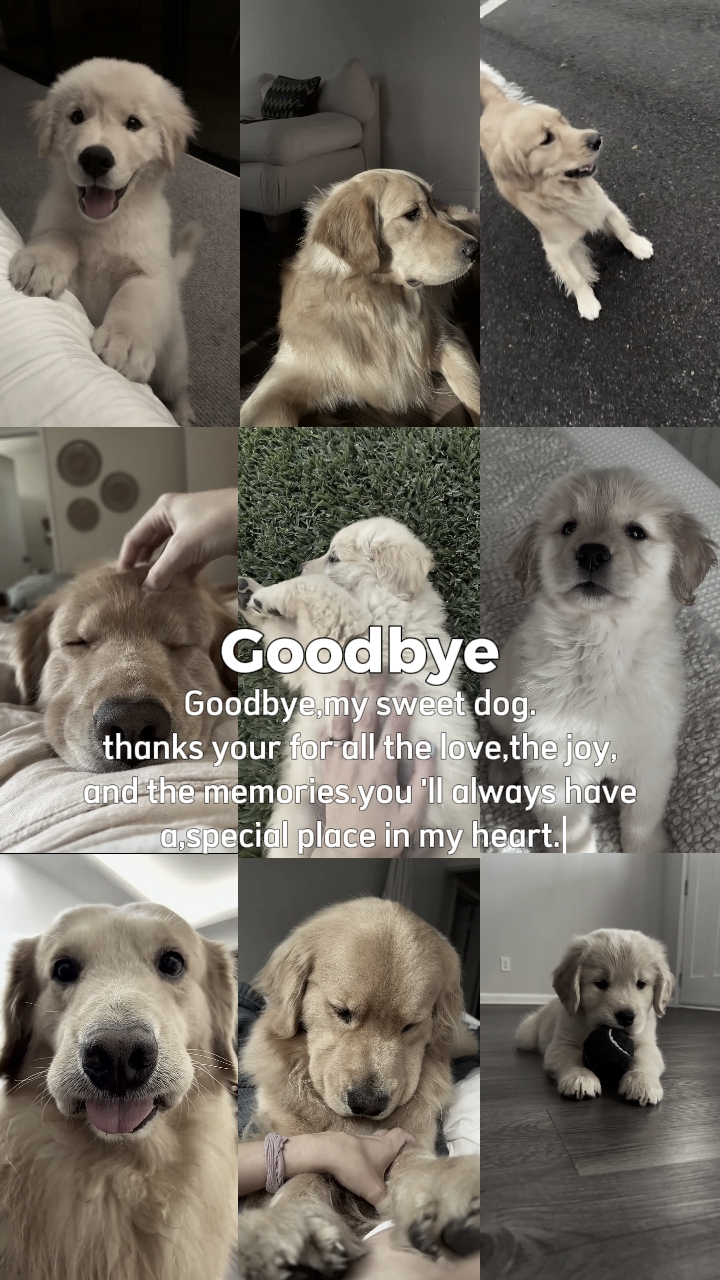 Rasgue Meu Cachorro Também