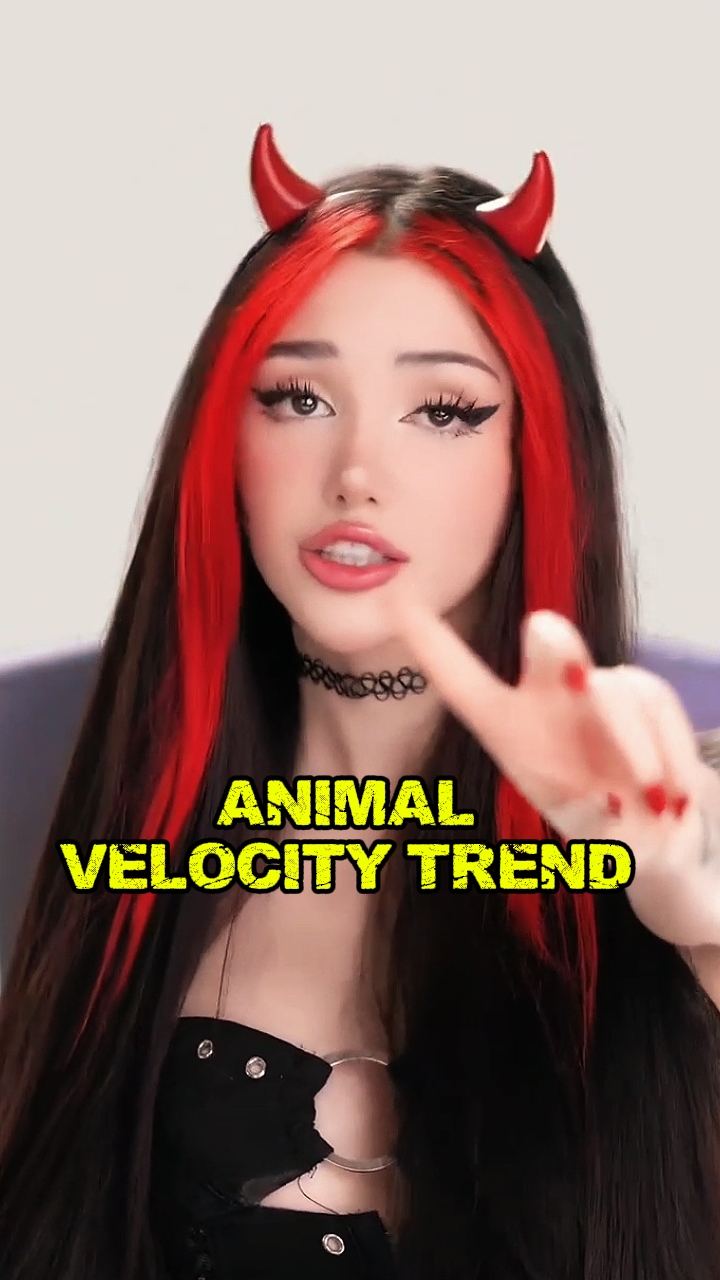 Animal