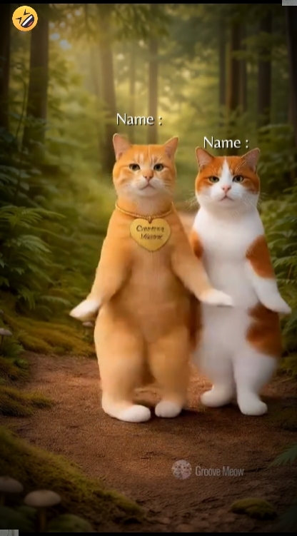 Dance Cat Trend