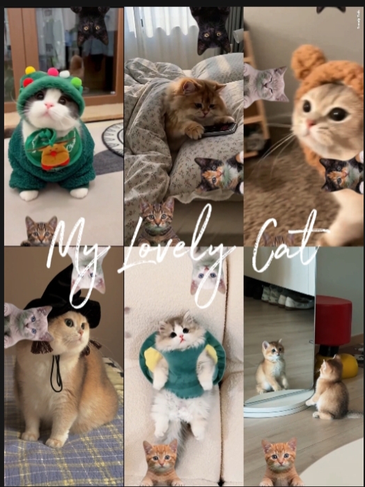 happy catday