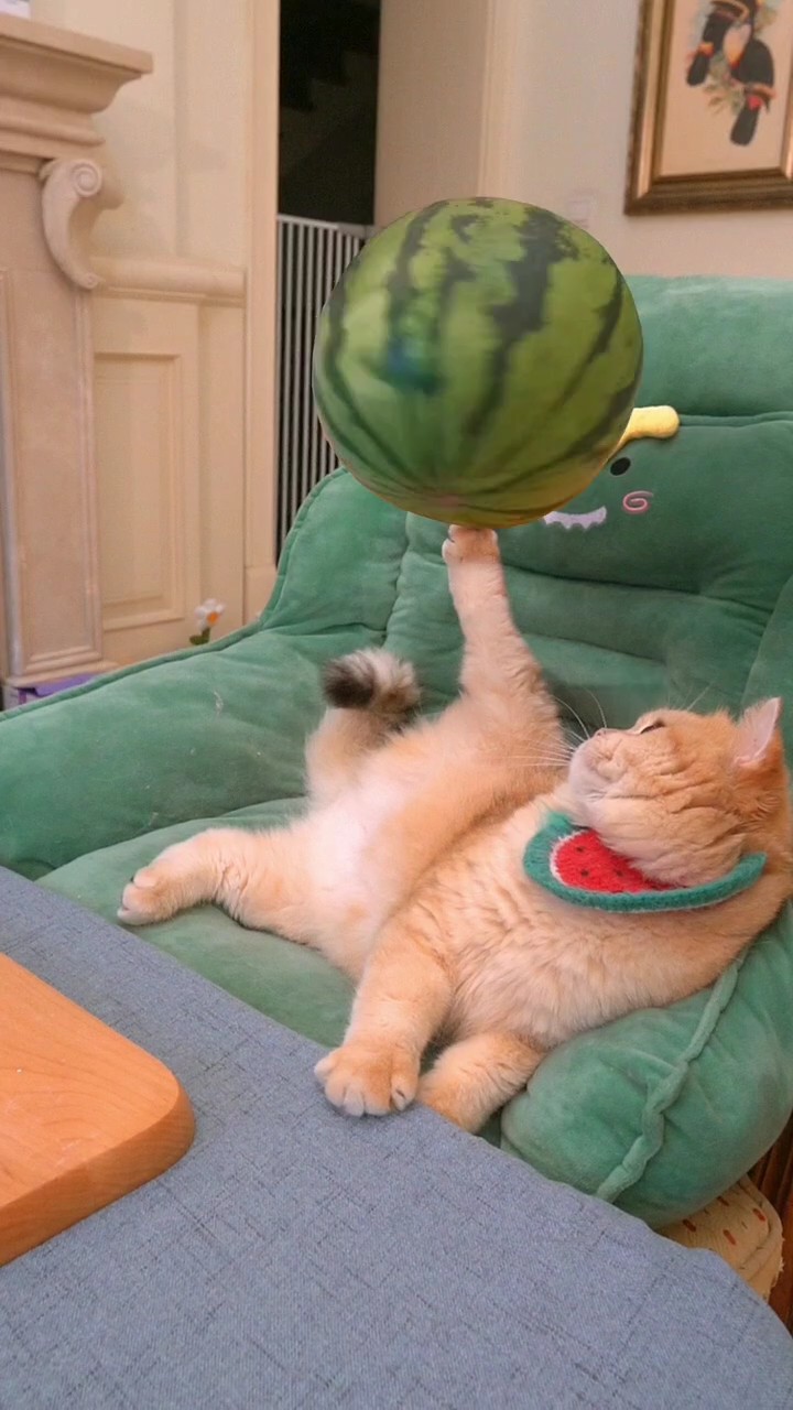 Gato melancia 