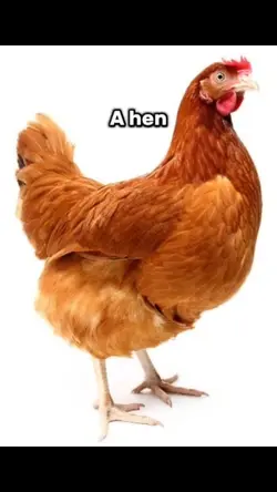 Hen, Pen , Ten