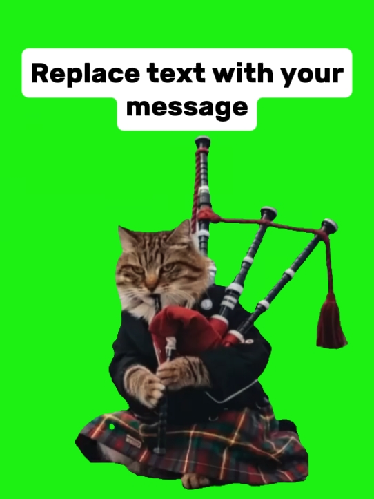 meme kucing