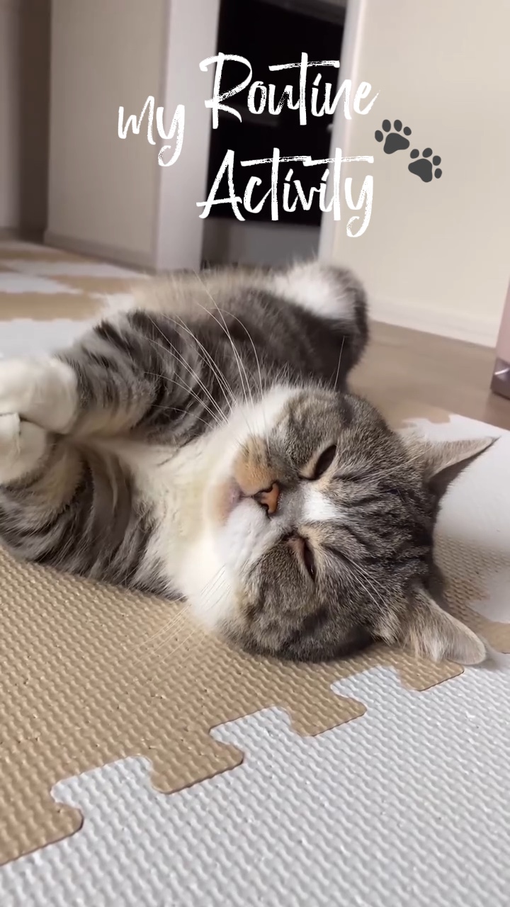 Uyuyan kedi