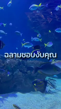 ฉลามชอบงับคุณ.