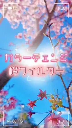 桜フィルター　カラーチェンジ