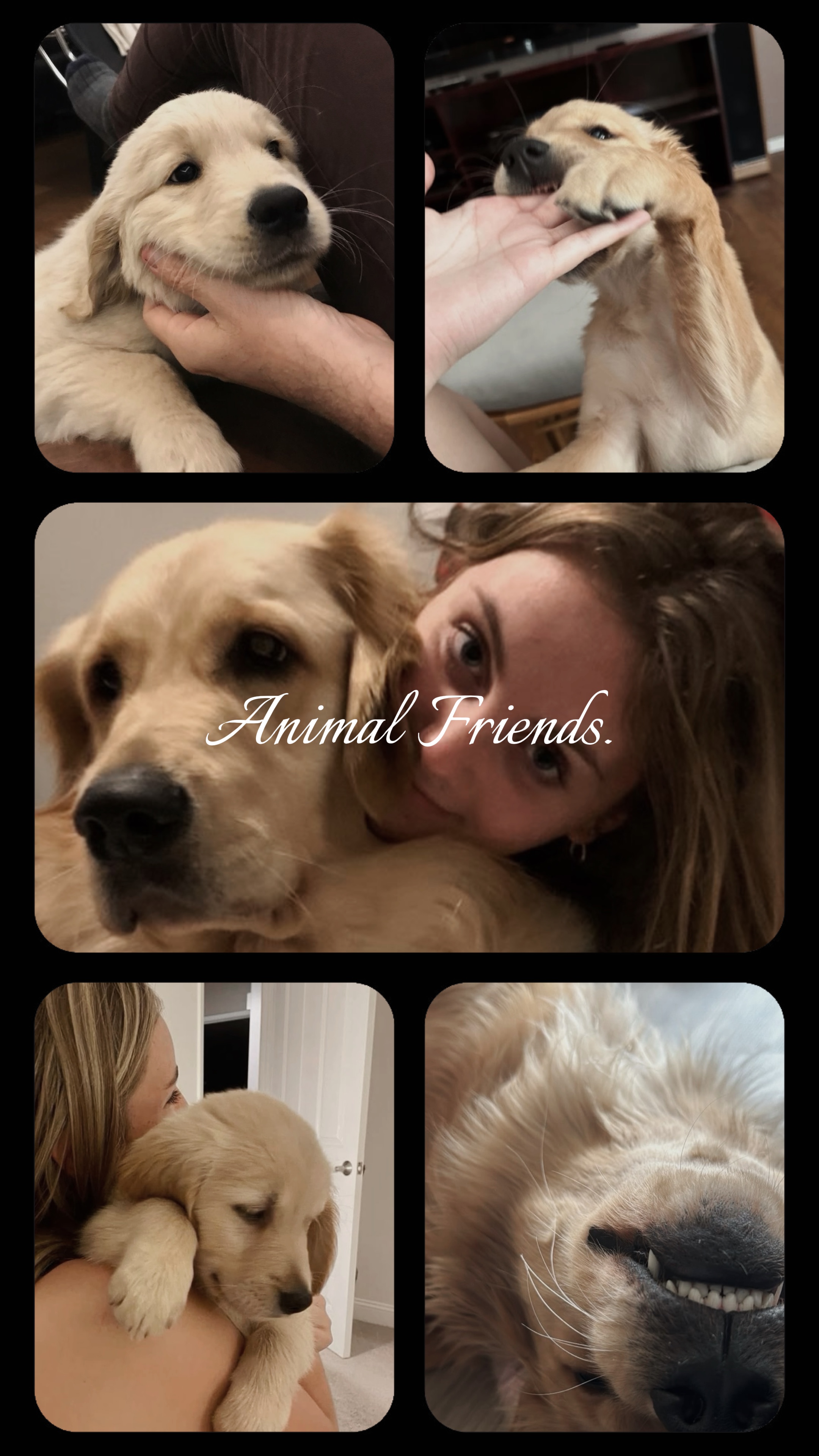 animal friend