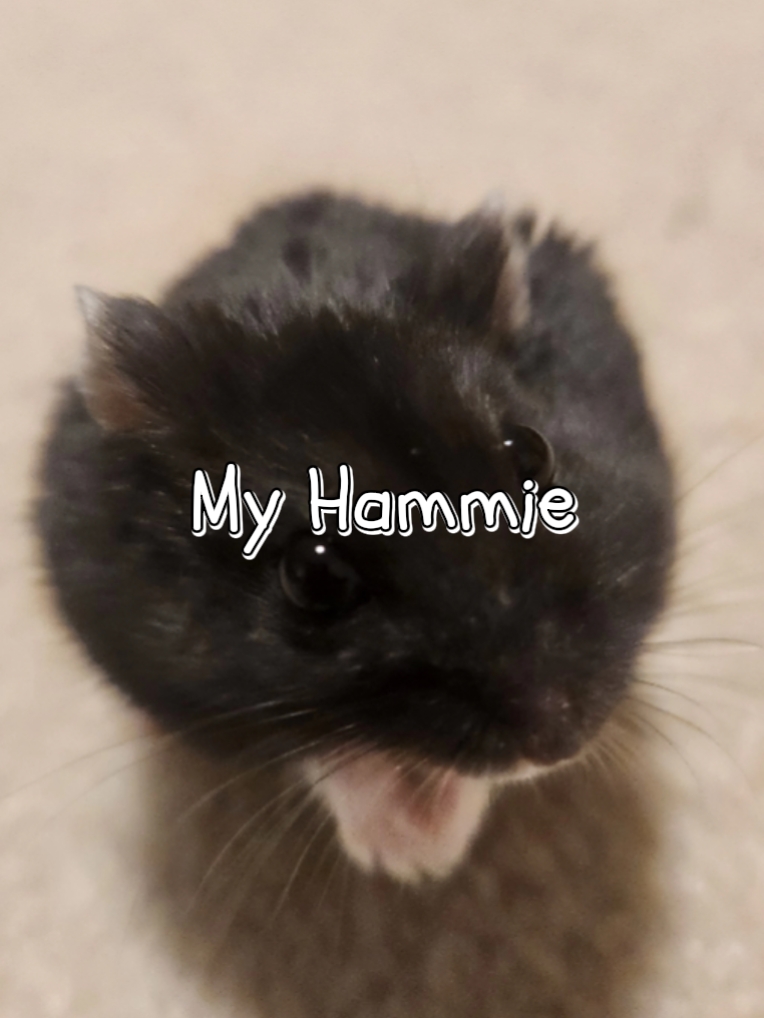 My Hamster 