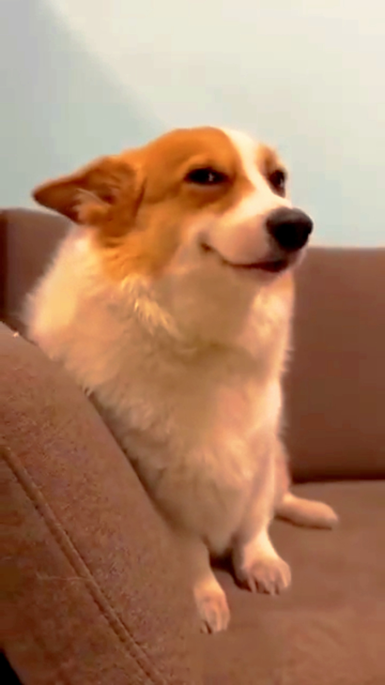 Perro de sonrisa divertida