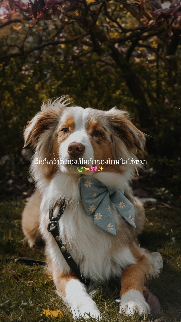 Cute Dogหมา