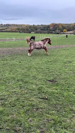 GALLOPPPP