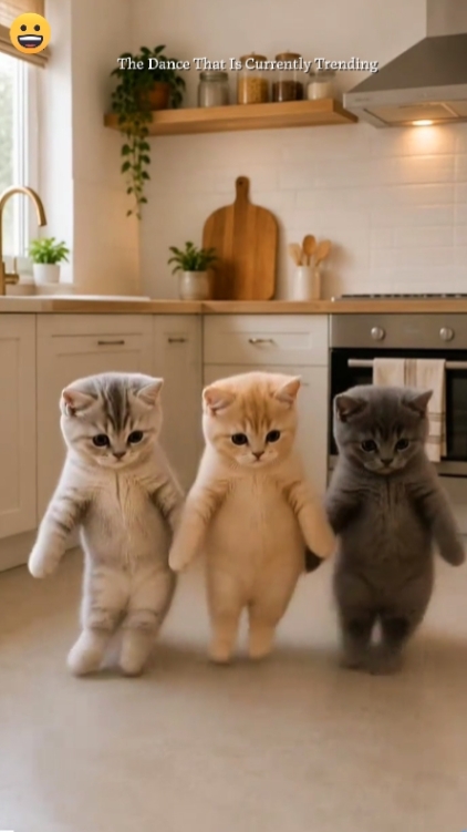 Tari Kucing