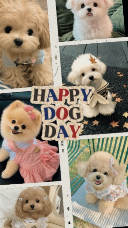 Dia do cachorro 