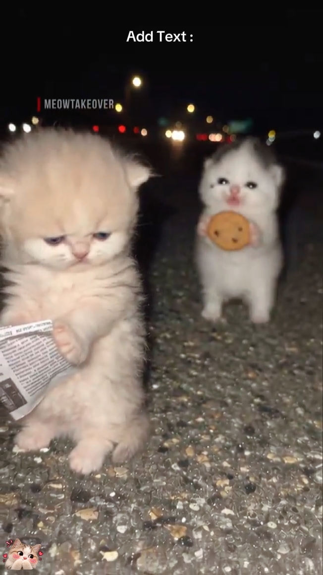 Funny Cat 