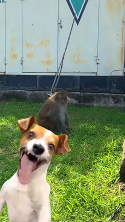 Dog voice Hahaha