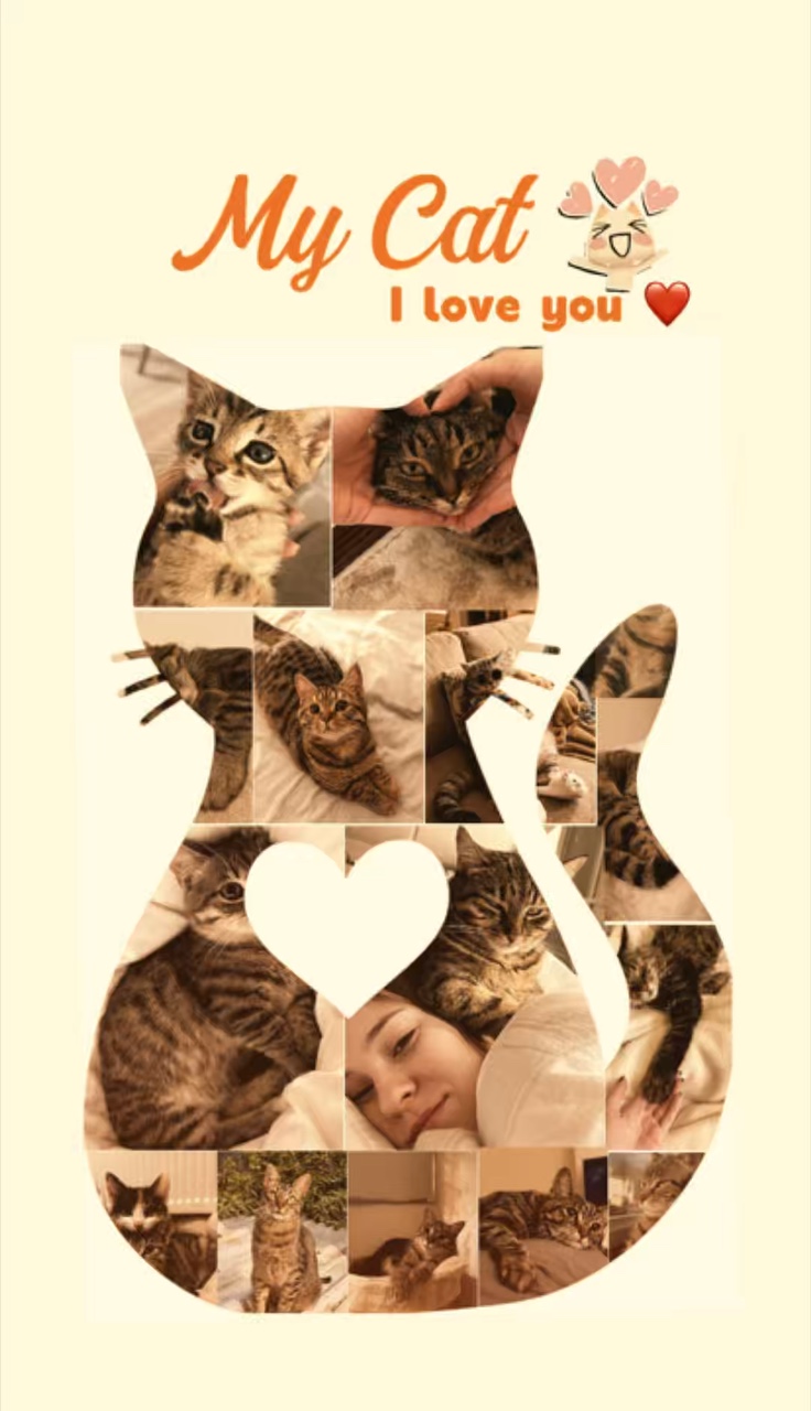 Mi Gato 