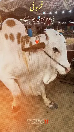 Eid video cow