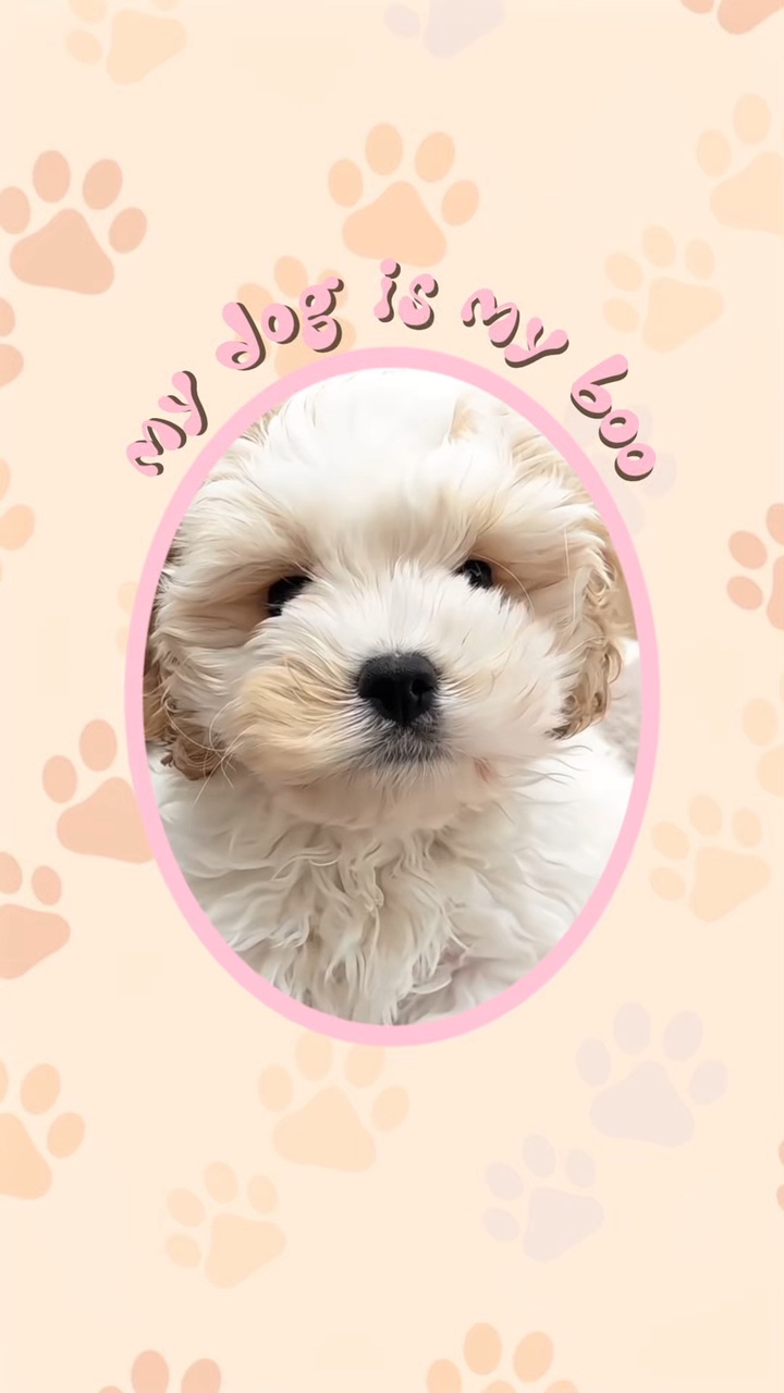 Mein Hund ist mein Boo