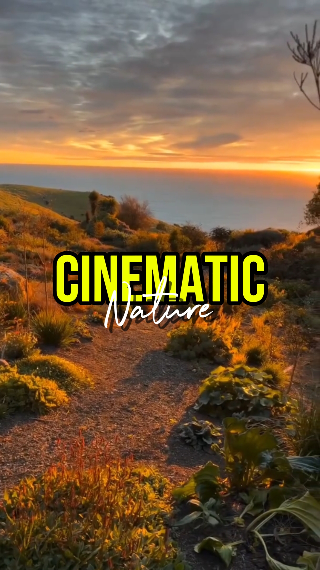 CINEMATIC NATURE