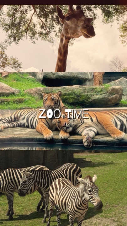 Zoo time