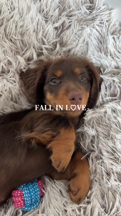 Enamorarse perro 