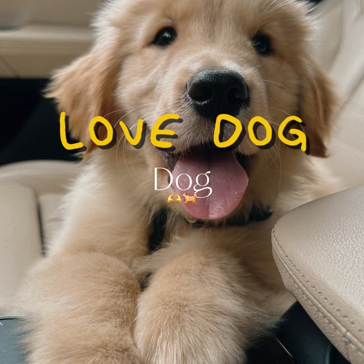 i love my Dog
