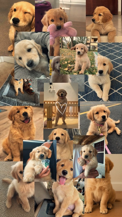 Meilleur ami du chien 