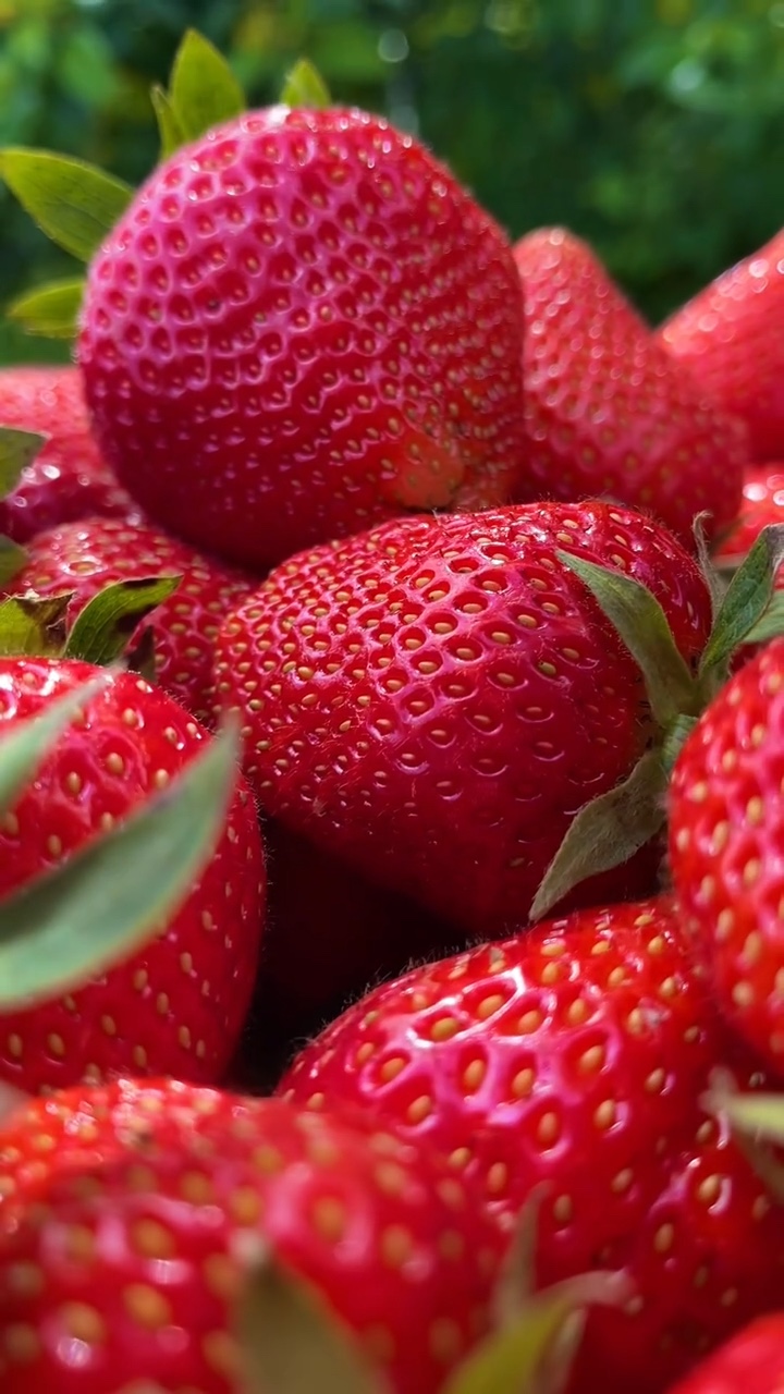 Fruits template 