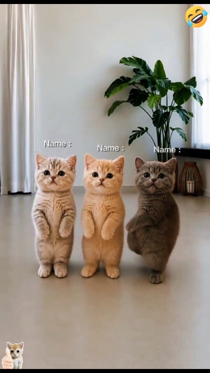 Tendencia del gato de baile