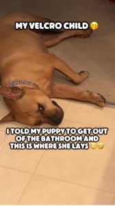 Velcro Puppy
