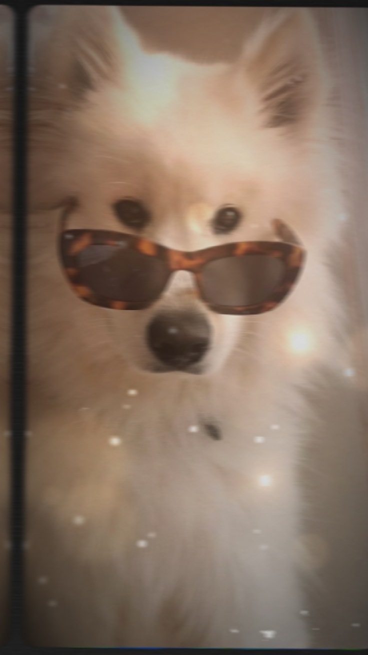Köpek