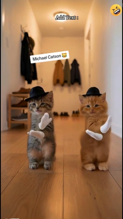 Dance Cat Trend
