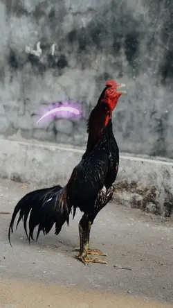 TREND AYAM