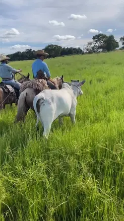 feras_do_agro