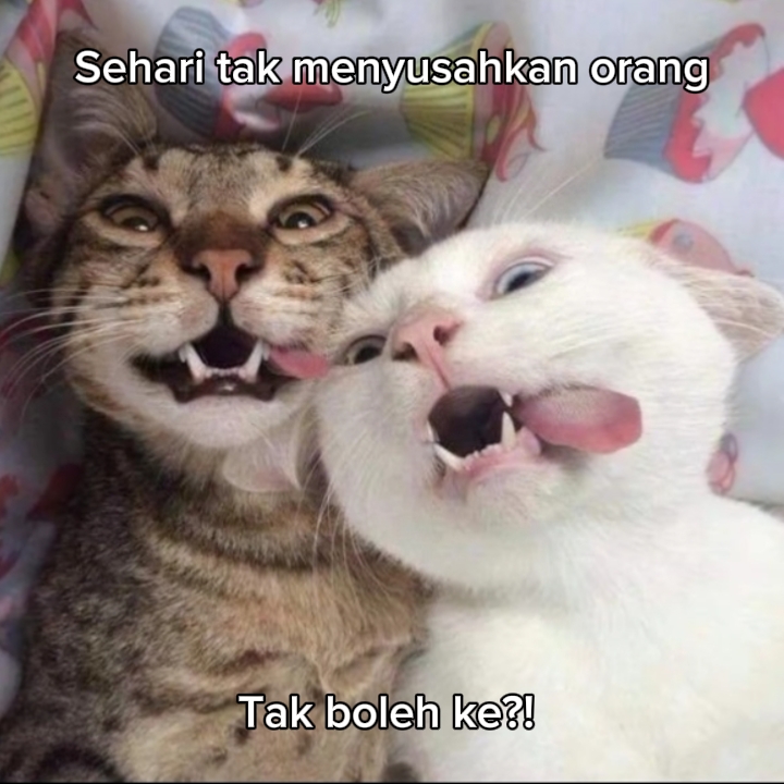 meme / aib