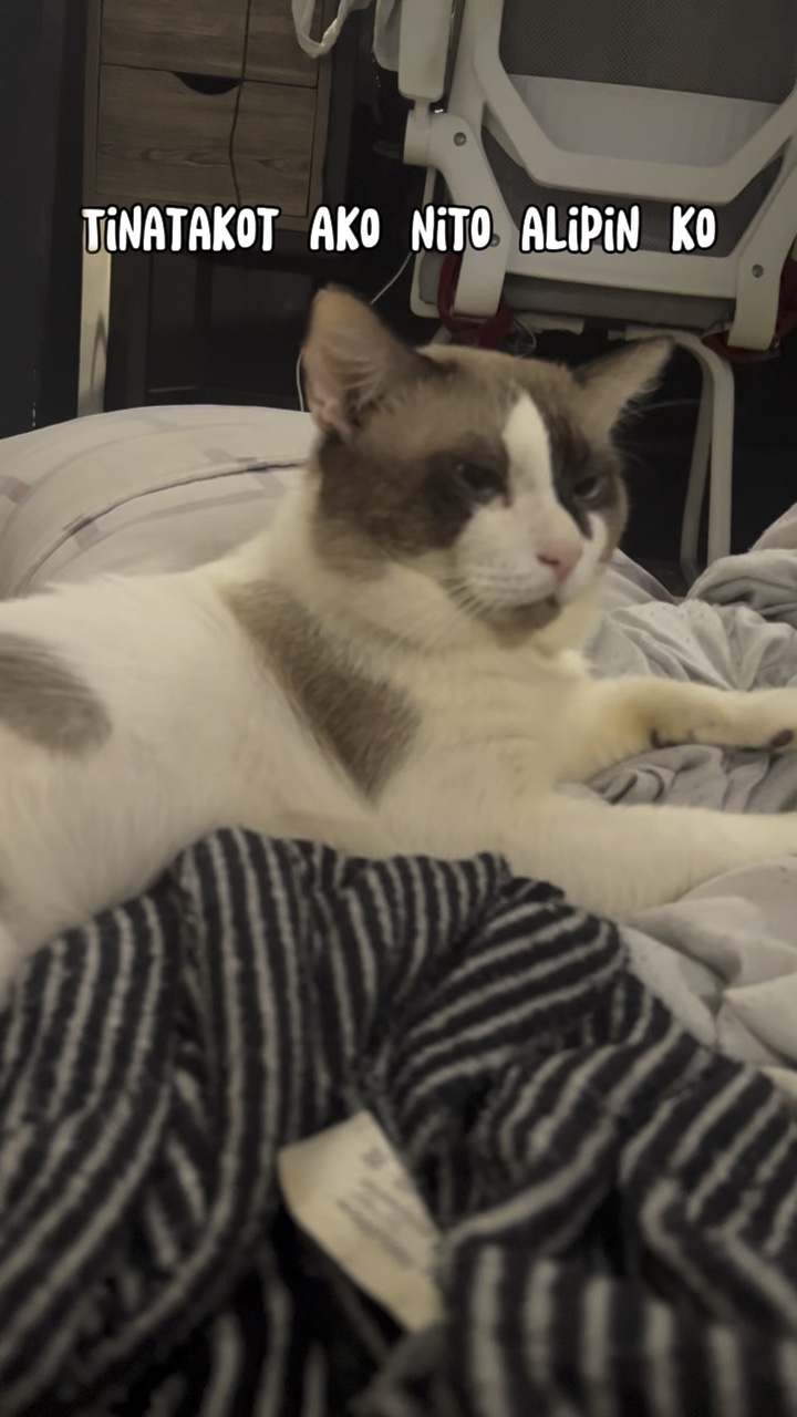 Attitude na pusa 