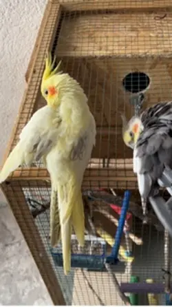 Two little hearts 🐦💛