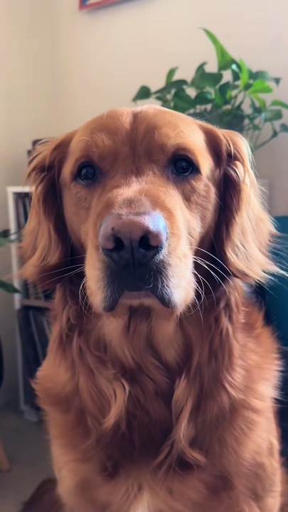 Lindo perro