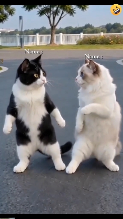Funny Dance Dog