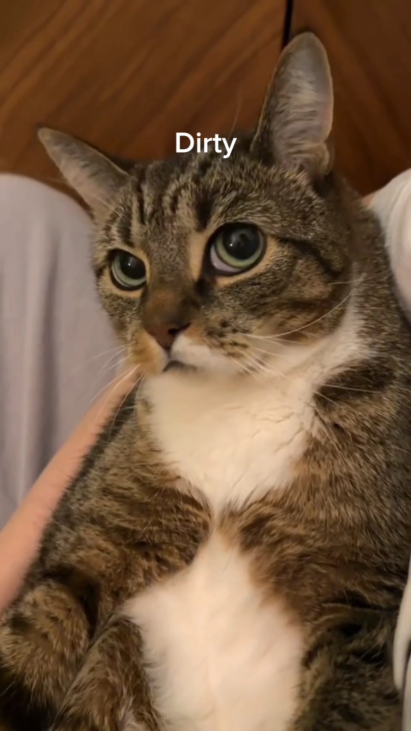 Unemployed Pet