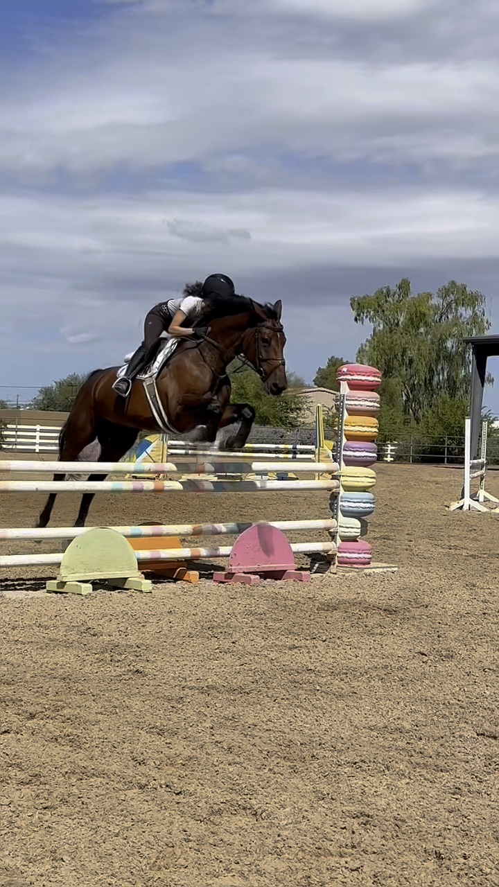 Showjumping template