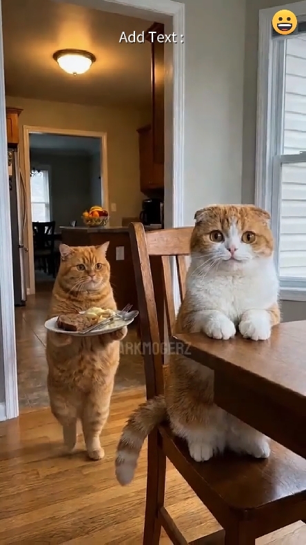 Familia de gatos 